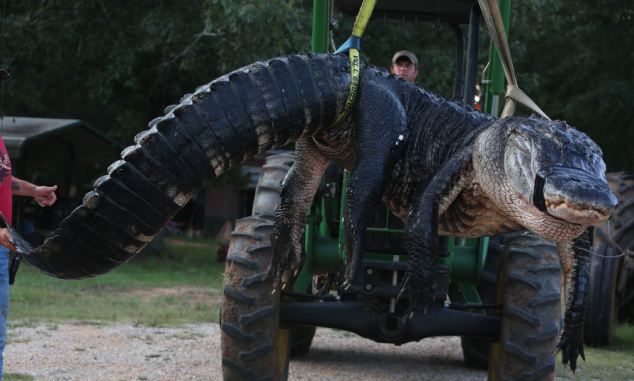 Семейство хвана най-големият алигатор в света? (СНИМКИ)