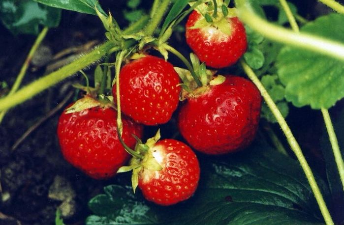 Житейска история: Камерунец и украинка гледат ягоди в Родопите