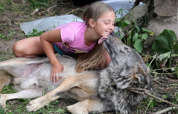 Семейство прибра у дома и укроти глутница вълци (СНИМКИ)