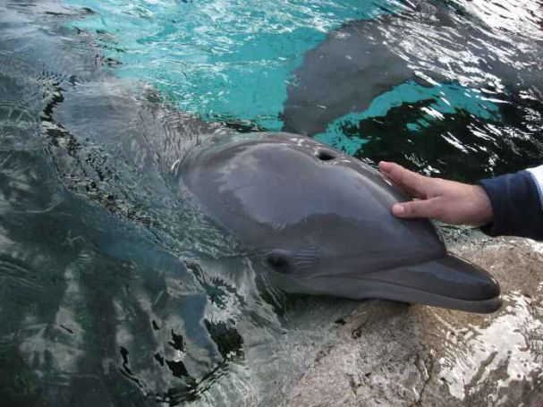 Наши рибари обявиха война на делфините в Черно море