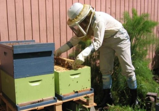 Пчелар обяви рекордна награда за залавянето на крадец 