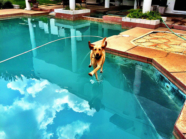 27 невероятни снимки на кучета, направени в точния момент 