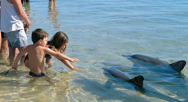 Близо до делфините на остров Манки Миа