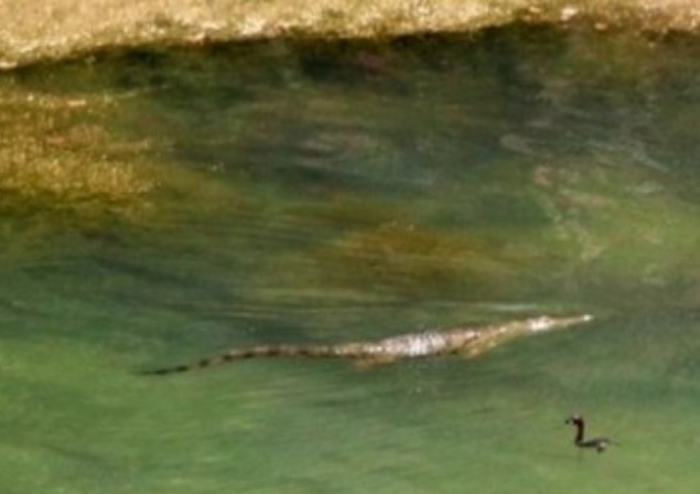 Крокодилът, който върлува в Крит, се отскубна от примката на ловец