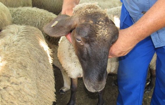 Напаст: &quot;Син език&quot; покоси хиляди овце в Кърджалийско 