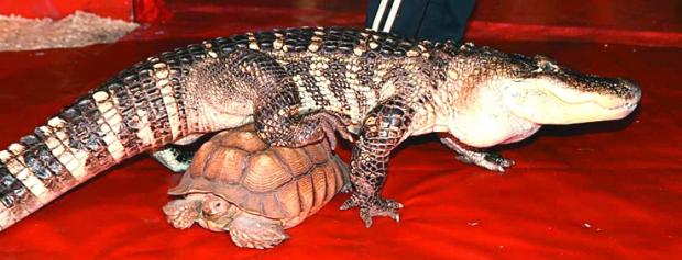 Дует за крокодил и костенурка в Столичния цирк