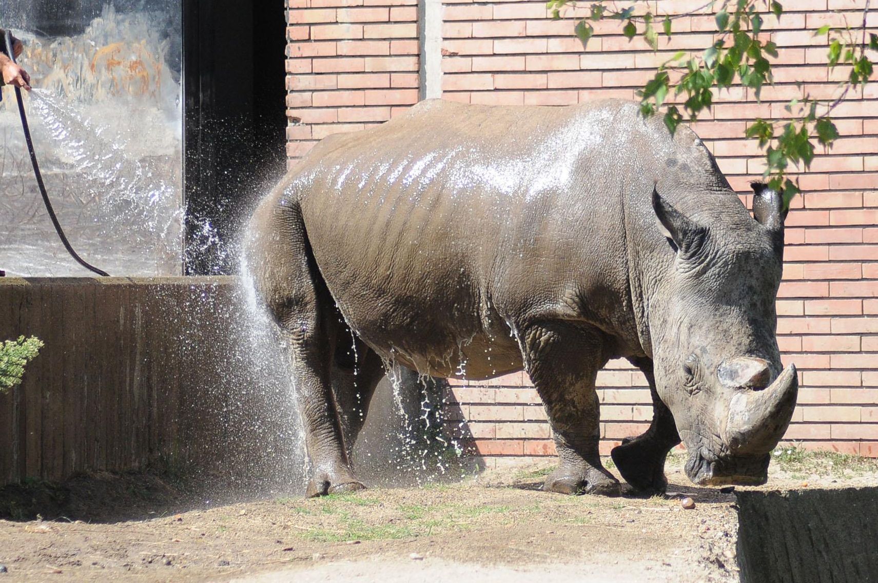 Единственият бял носорог у нас събра на празник децата в столичния зоопарк