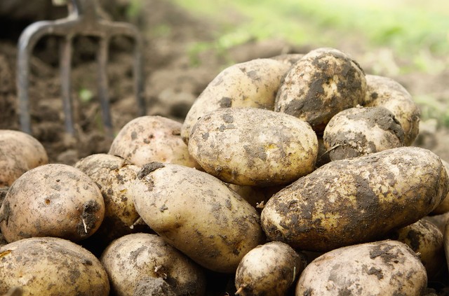 Реколтата е в опасност! Картофите загниват заради дъждовете