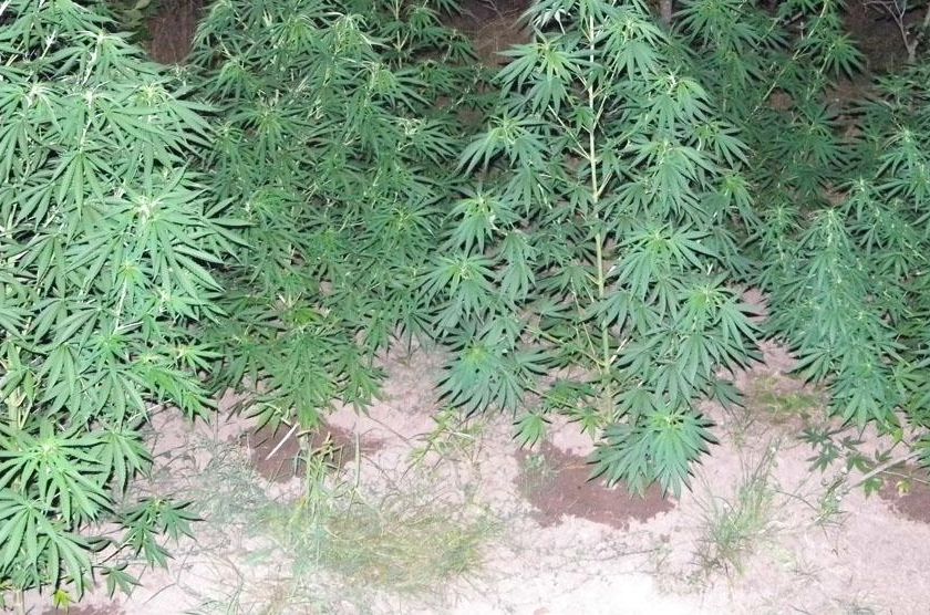 „Алтернативен” земеделец влиза в пандиза - засял плантация с марихуана 