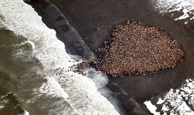 Глобалното затопляне открадна леда на моржовете и те се струпаха в Аляска (СНИМКИ/ВИДЕО)