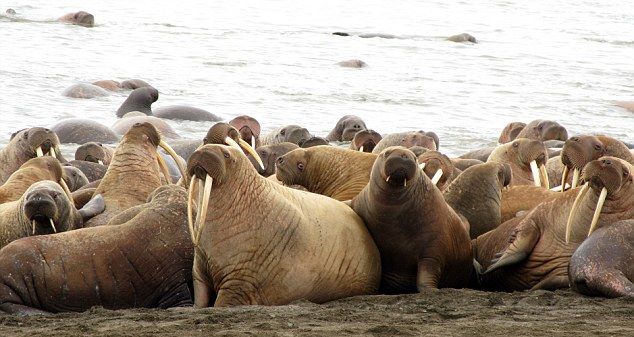 Глобалното затопляне открадна леда на моржовете и те се струпаха в Аляска (СНИМКИ/ВИДЕО)