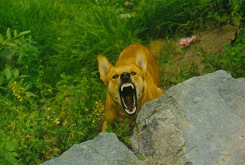 Глутница кучета нападна жена в Рилци