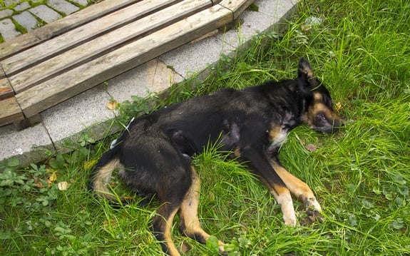 Изроди тровят кучетата в Ботевград! (СНИМКИ)