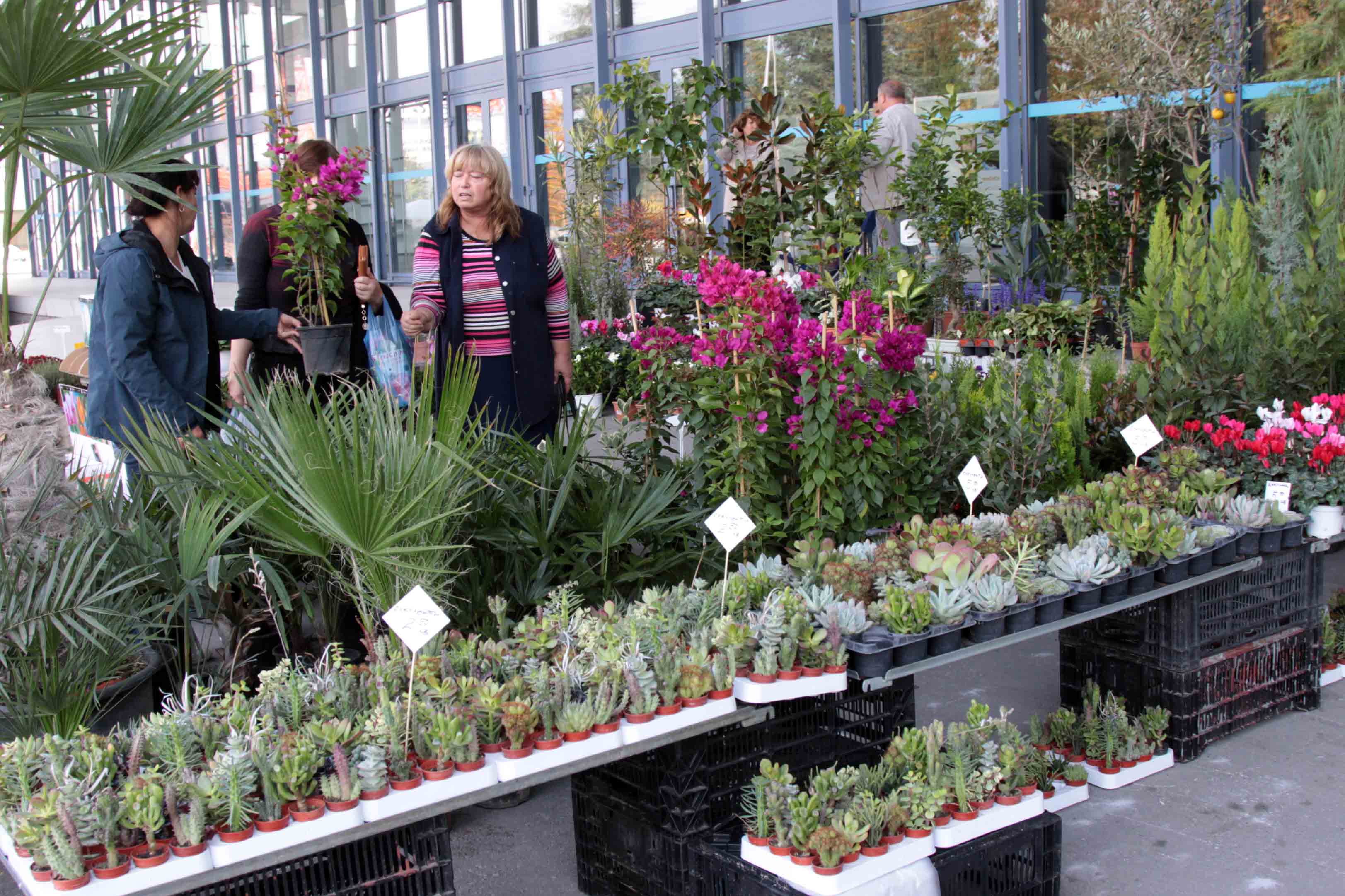 Над 30 вида кактуси и нови сортове лалета предлагат на изложбата &quot;Цветна есен&quot; в Пловдив