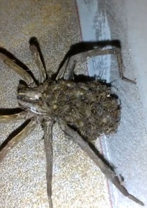 Вижте най-отвратителното ВИДЕО с паяк