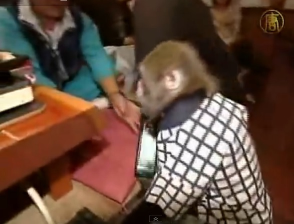 Маймуни работят като келнери в Токио (ВИДЕО)