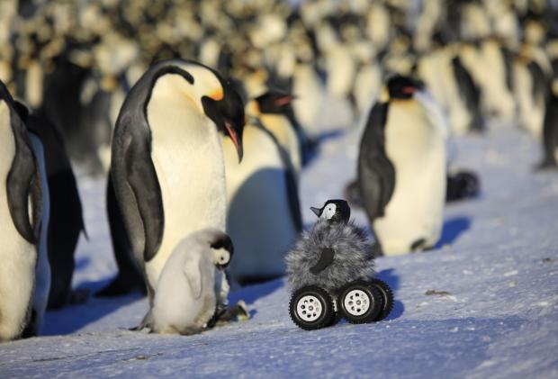 Внедриха робот сред пингвините, за да ги дебне