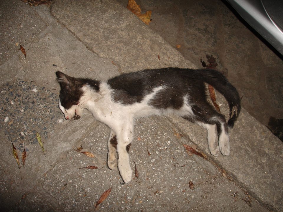 Масови убийства на животни в Пловдив