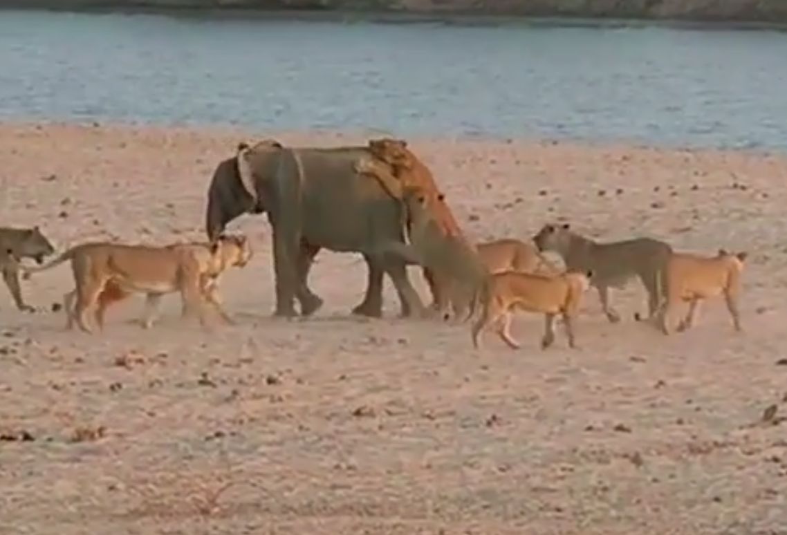 Слонче се спаси от 14 лъва (ВИДЕО)