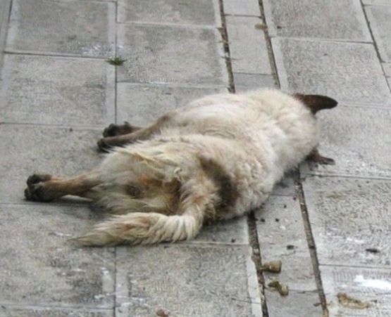 Гумаджия пребил с метална щанга до смърт бездомно куче