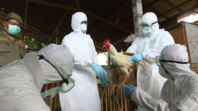 Нов щам на птичия грип регистриран в Германия