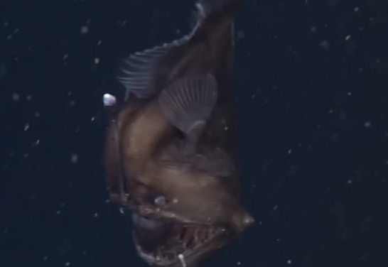 Учени заснеха неуловимия морски дявол (ВИДЕО)