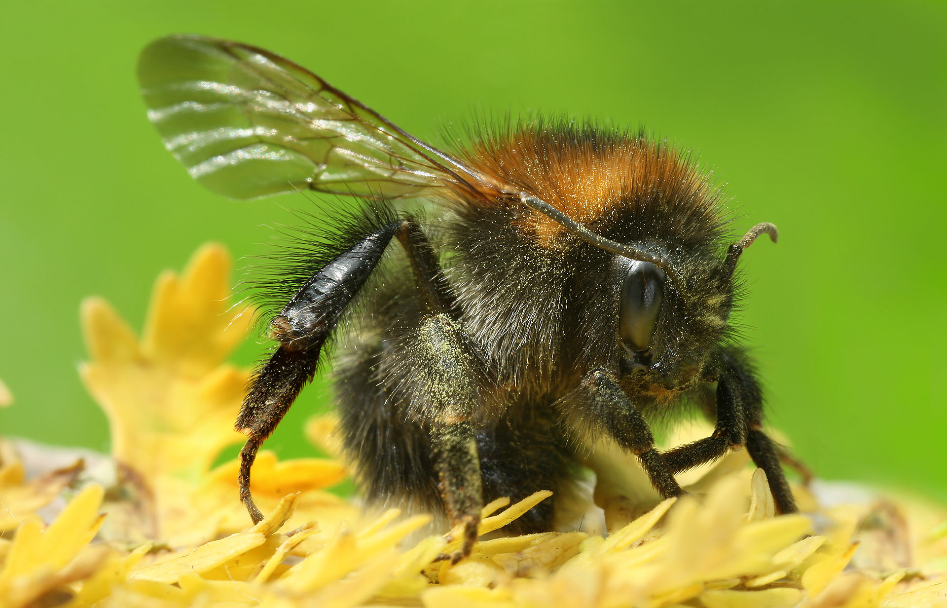 Учени предупреждават: Пчелите ще измрат напълно