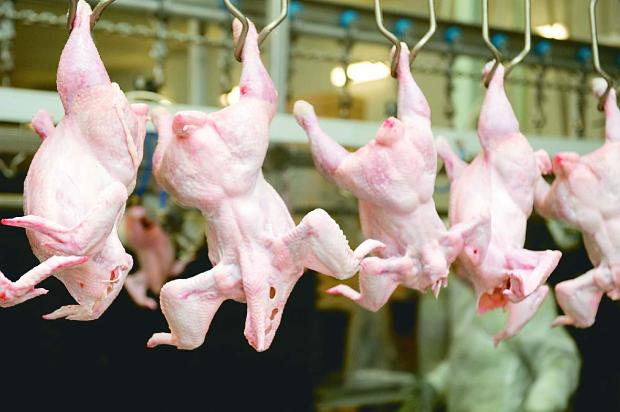 Охладеното пиле на цената на свинско на промоция