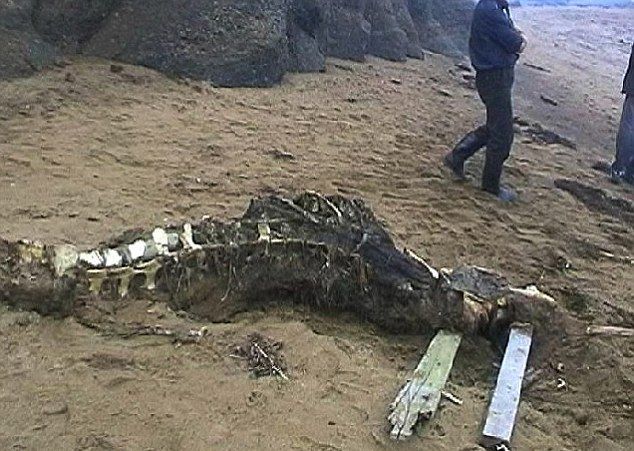 Мистериозно чудовище от дълбините изплува на плаж в Русия (СНИМКИ)
