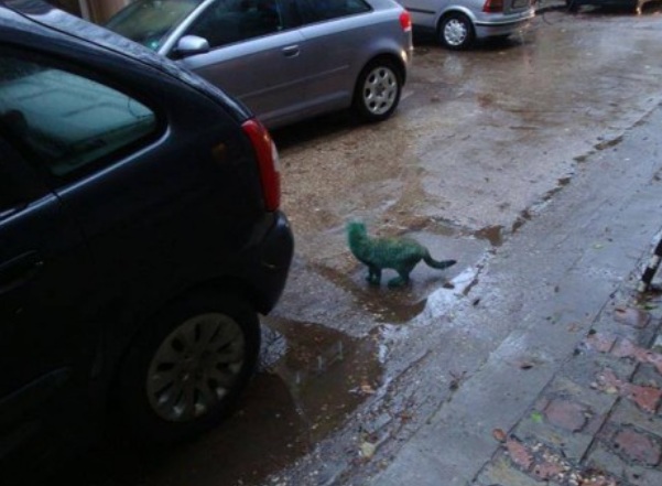 Брутална гавра с котка във Варна, боядисаха я зелена (СНИМКИ)