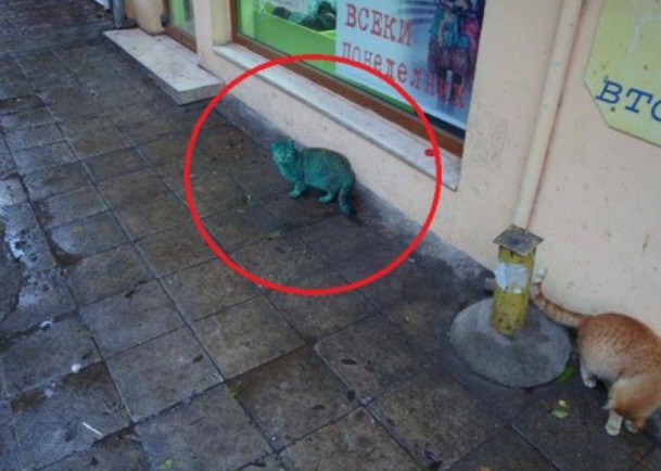 Брутална гавра с котка във Варна, боядисаха я зелена (СНИМКИ)