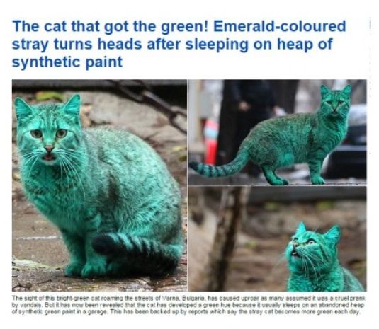 Зелената котка от Варна стана известна в цял свят!