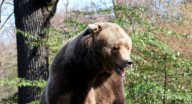 Хора се крият по къщите си в Забърдо заради мечка стръвница