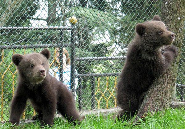Зоопаркове са заплашени от затваряне заради липса на лиценз
