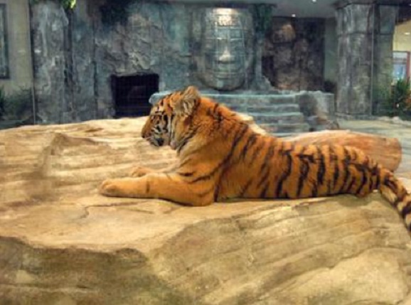 Столична община: Тигърът е изолиран, няма опасност