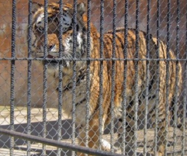 Ексклузивно в БЛИЦ: Тигър изскочи от клетката си в Столичния зоопарк