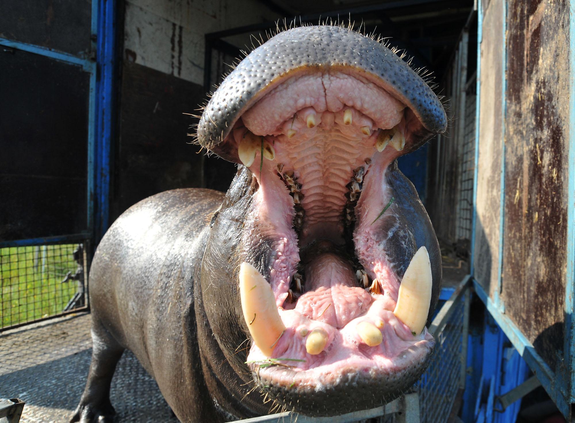 Умря женският хипопотам в столичния зоопарк
