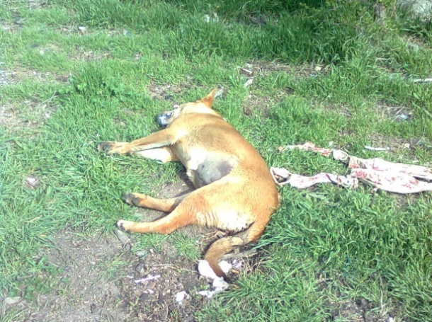 Измъчват и убиват бездомни кучета във Враца