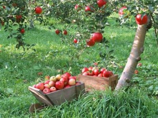 Всички ядем ябълки, но едва ли знаете тези 10 изумителни факта за тях 