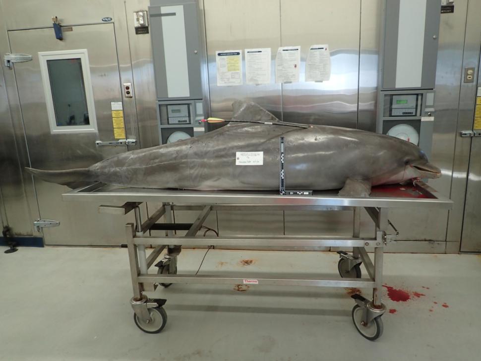 12-годишен уби със стрела застрашен делфин (СНИМКА 18+)