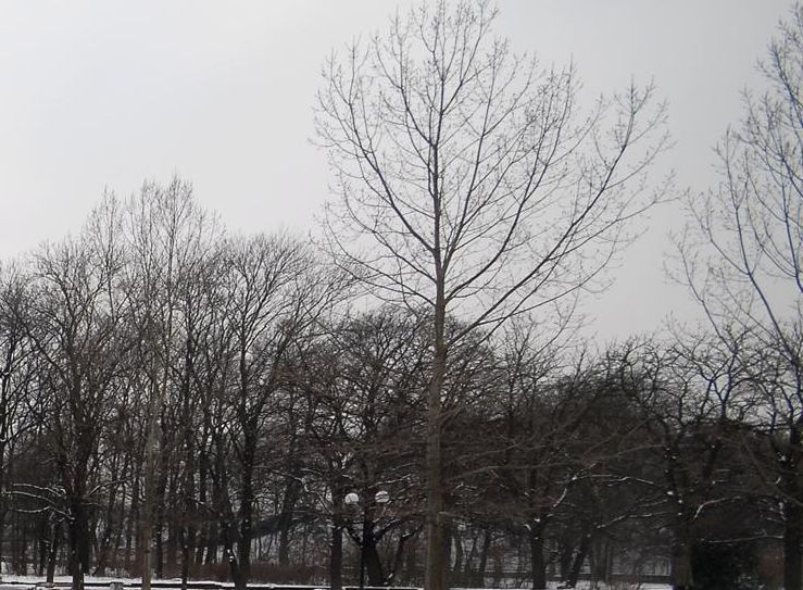 Ледената епоха в Белоградчишко съсипа гората 
