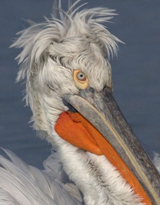 Първи случай на птичи грип в България, донесе го пеликан