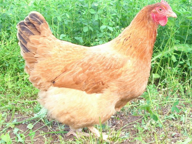 Съмнения за птичи грип по домашни кокошки в бургаско село