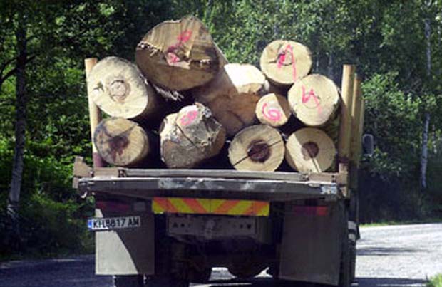 Парламентът прие тримесечен мораториум върху износа на дървесина 