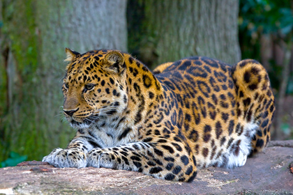 Маскиран леопард на СНИМКА влуди мрежата