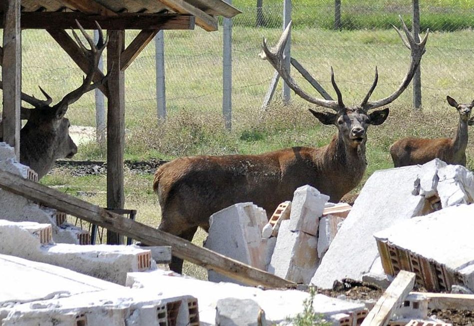 Български мъже хапват еленови рога за потентност 