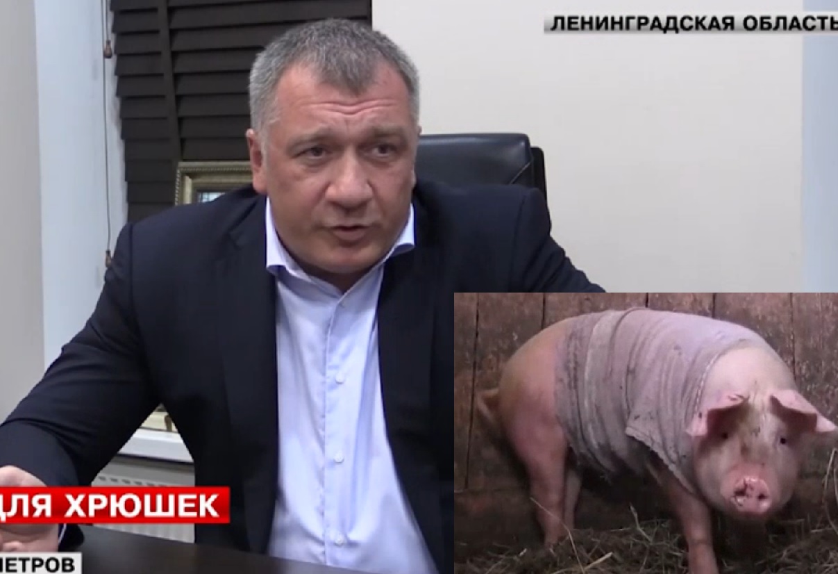 Руски депутат ще храни прасе с минималната работна заплата (ВИДЕО)