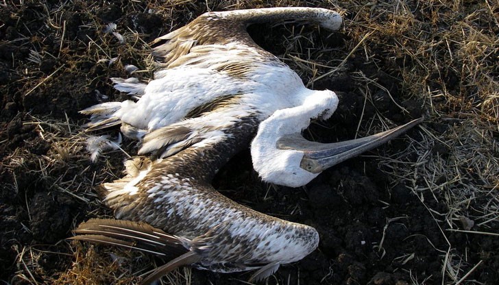 Птичи грип натръшкал пеликаните в резервата &quot;Сребърна&quot;