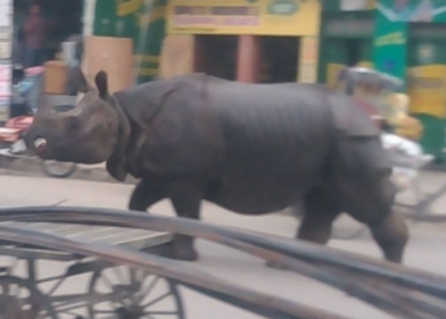 Побеснял носорог вилня в непалски град (ВИДЕО)
