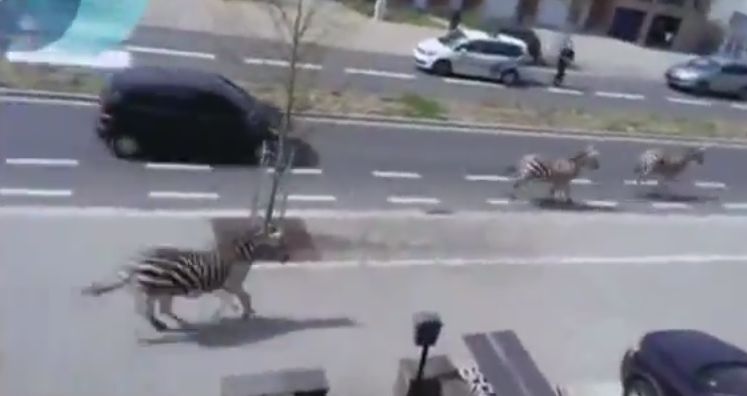 Пълен шаш: Сафари със зебри по улиците на Брюксел (ВИДЕО)